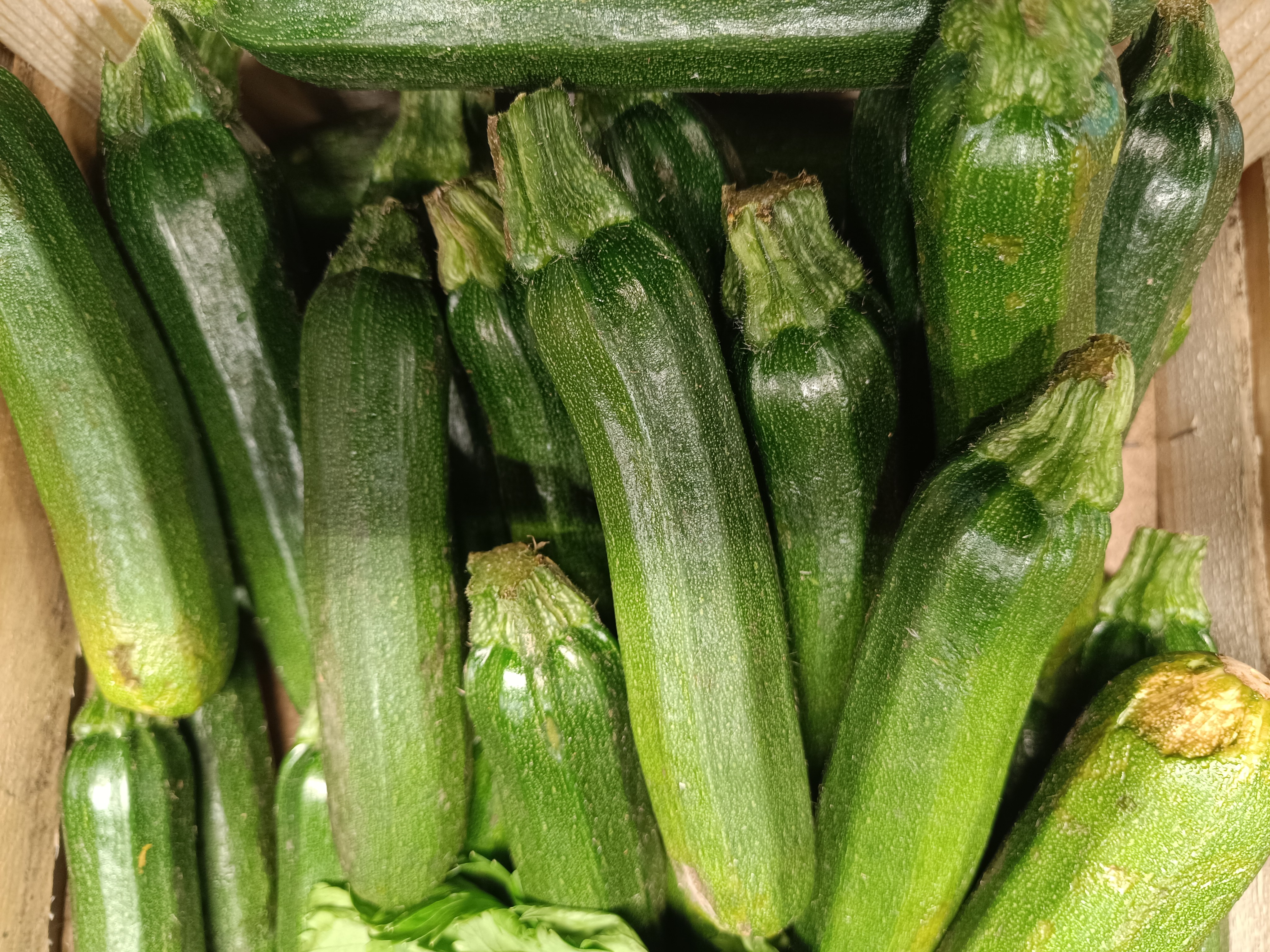 COURGETTES FINES 14/21 NORMANDIE